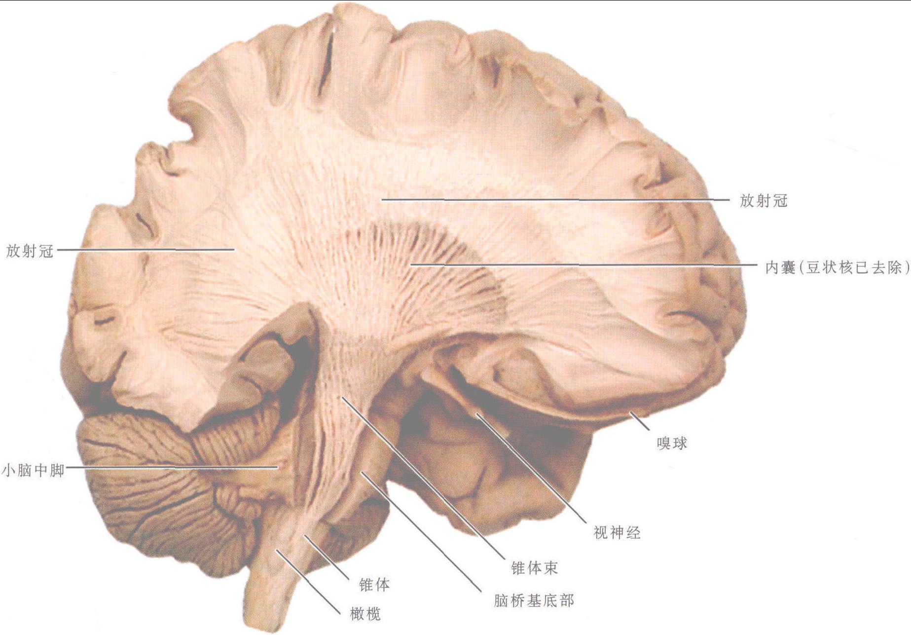 图5-1-49 大脑半球的投射纤维(示通过内囊的锥体束)